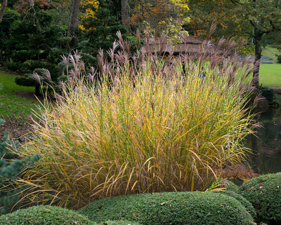 Miscanthus 'Strictus'