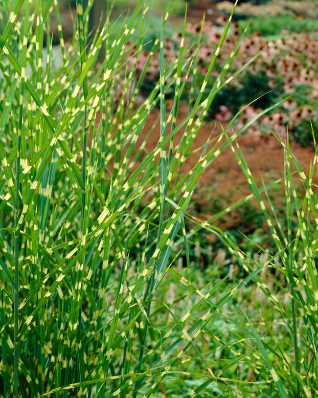 Miscanthus 'Strictus'