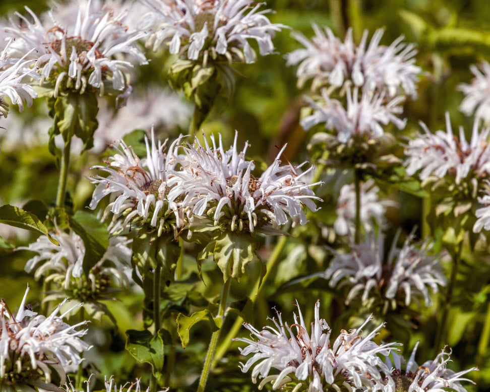 Monarda 'Schneewittchen'