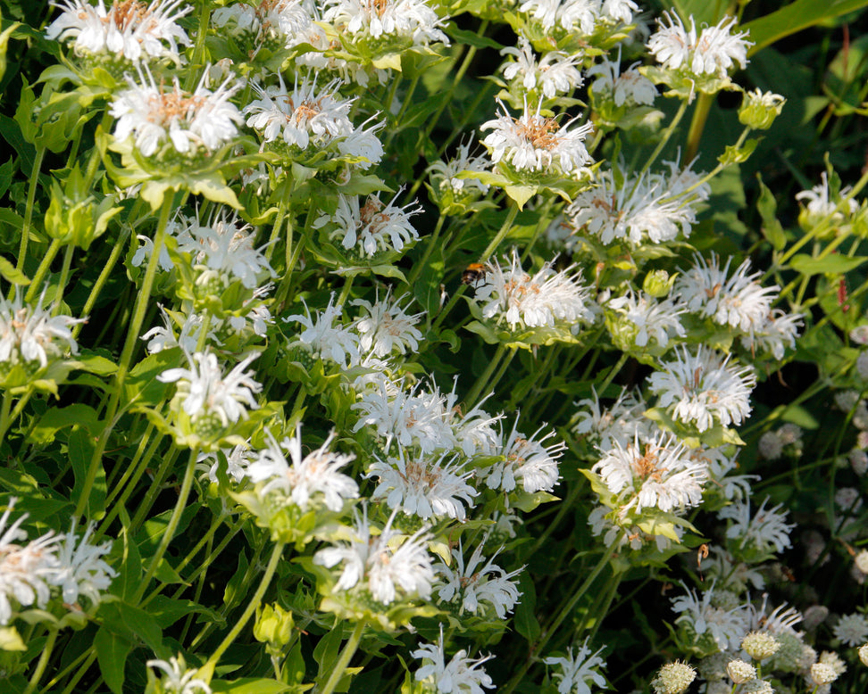 Monarda 'Schneewittchen'