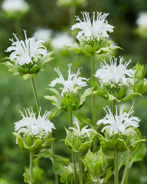 Monarda 'Schneewittchen'