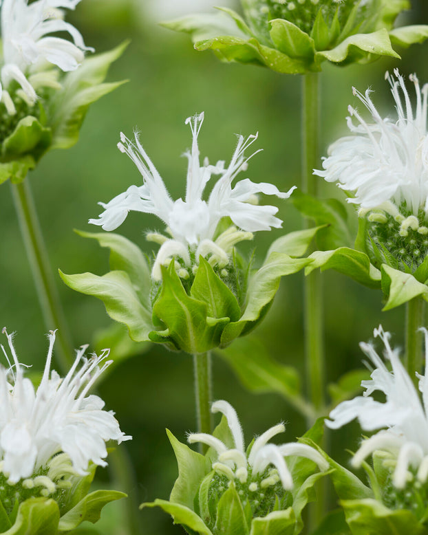 Monarda 'Schneewittchen'