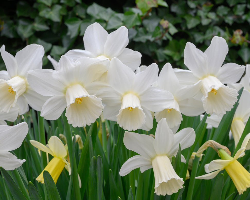 Narcissus 'Lady Madonna'