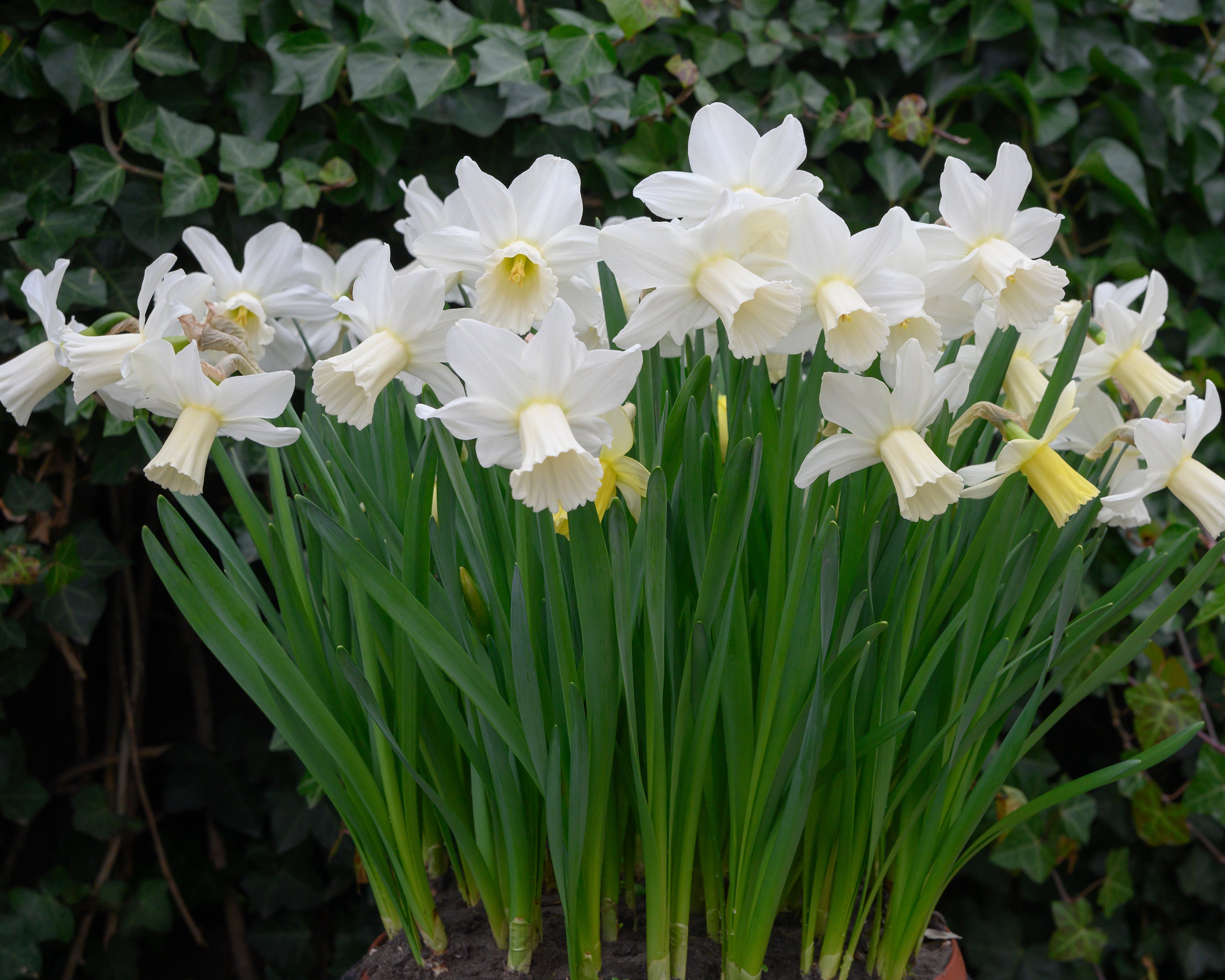 Narcissus 'Lady Madonna' bulbs — Buy online at Farmer Gracy UK