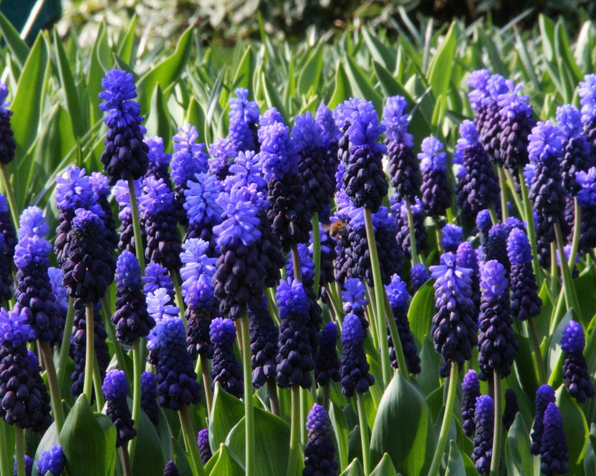 Muscari latifolium bulbs — Buy online at Farmer Gracy UK