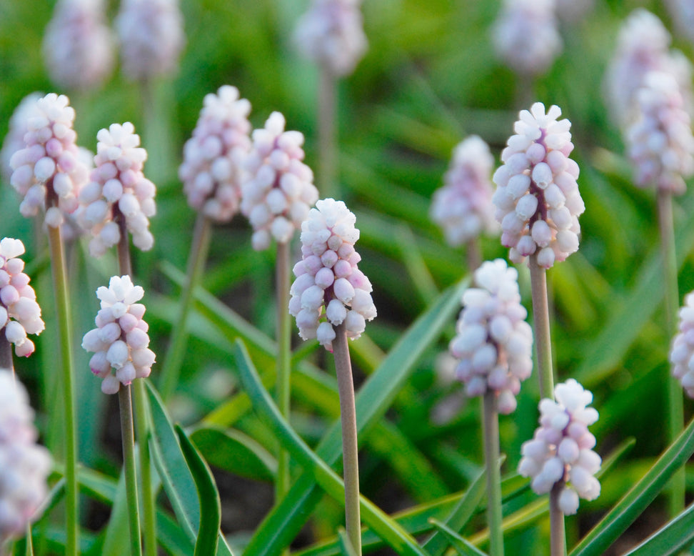 Muscari 'Pink Sunrise'