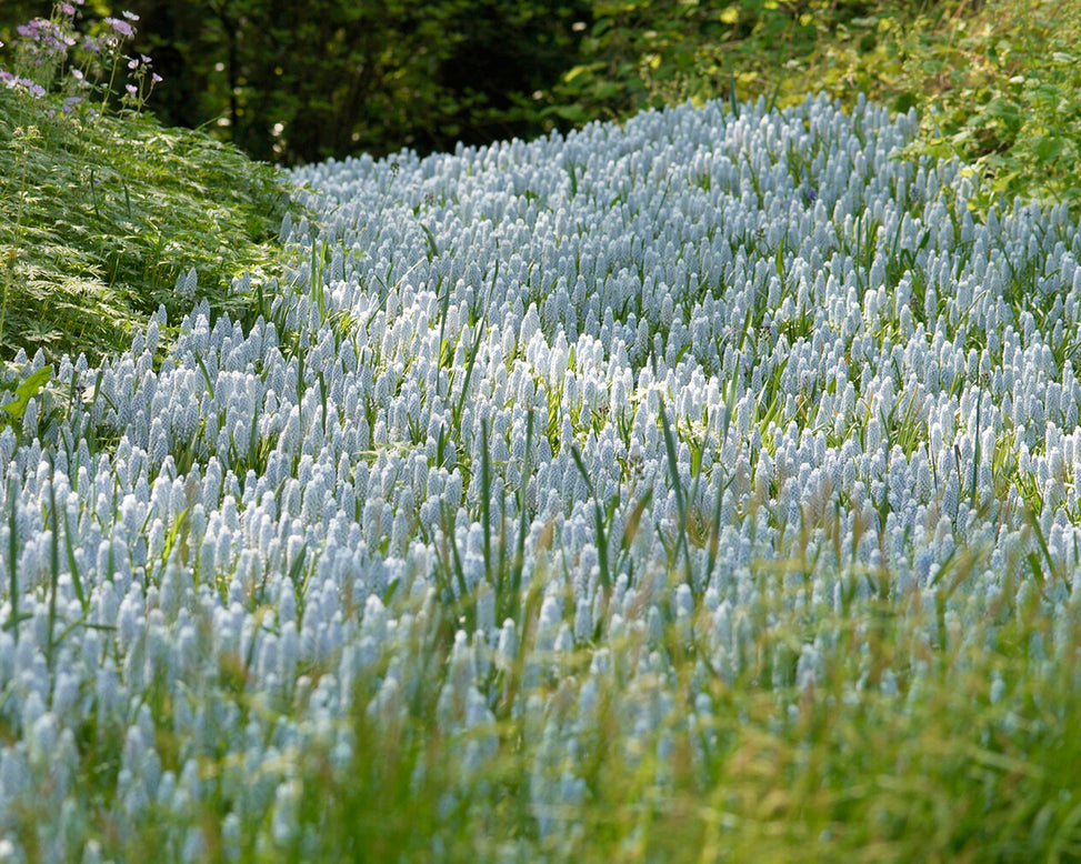 Muscari 'Valerie Finnis'