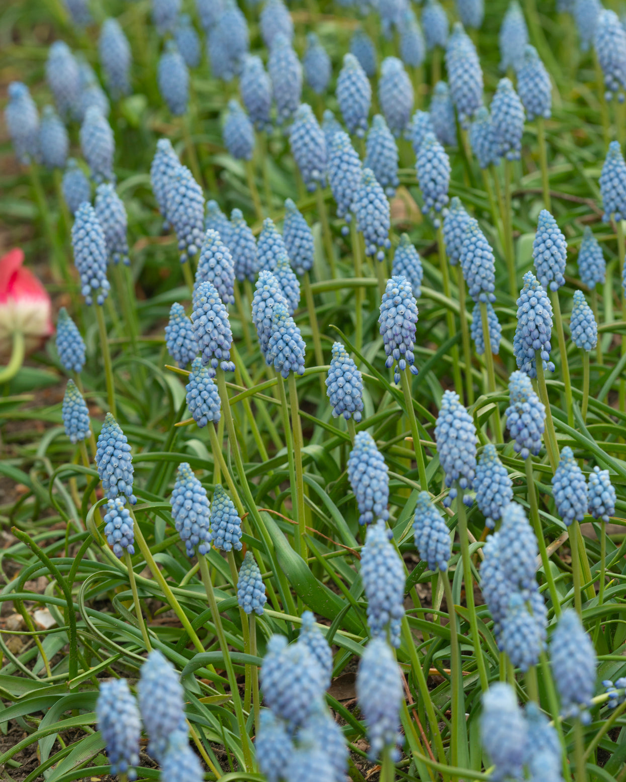 Muscari 'Valerie Finnis' bulbs — Buy pale blue grape hyacinths online ...