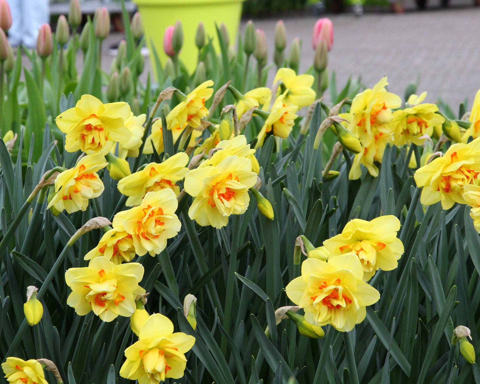 Narcissus 'Ascot' bulbs — Buy online at Farmer Gracy UK