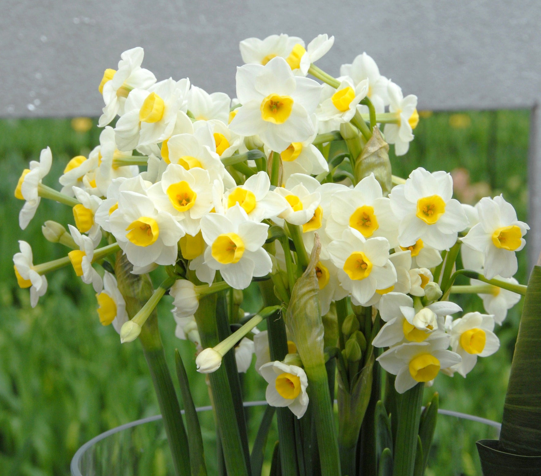 Narcissus 'Avalanche' bulbs — Buy indoor daffodils online at Farmer ...