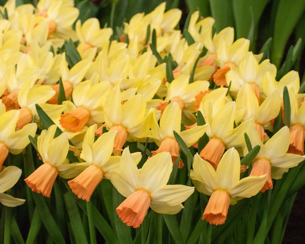 Narcissus 'Carice'