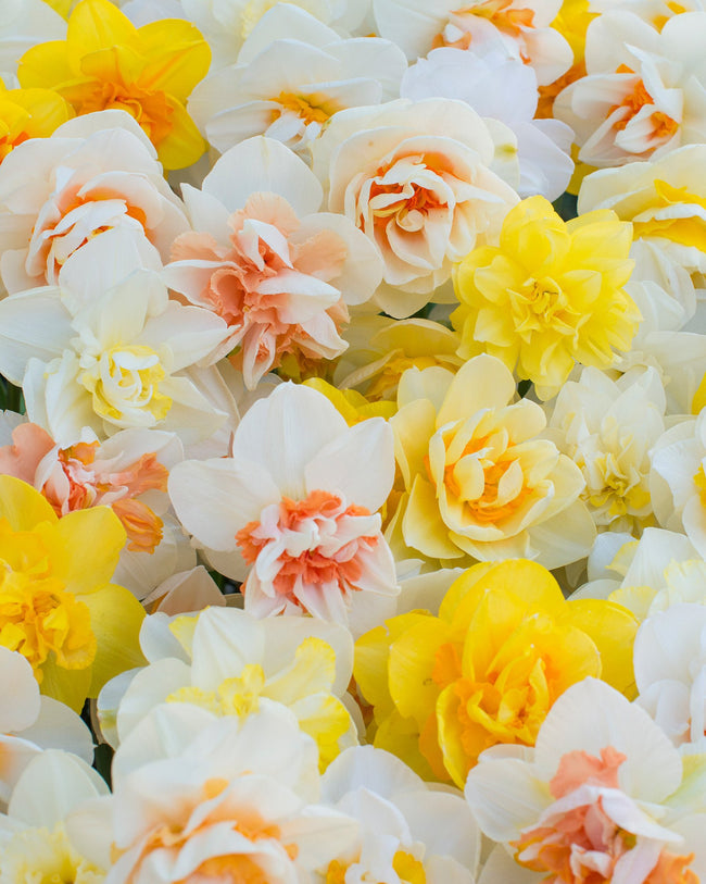 Narcissus 'Obdam' bulbs — Buy online at Farmer Gracy UK