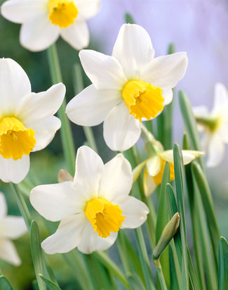 Narcissus 'Jack Snipe'