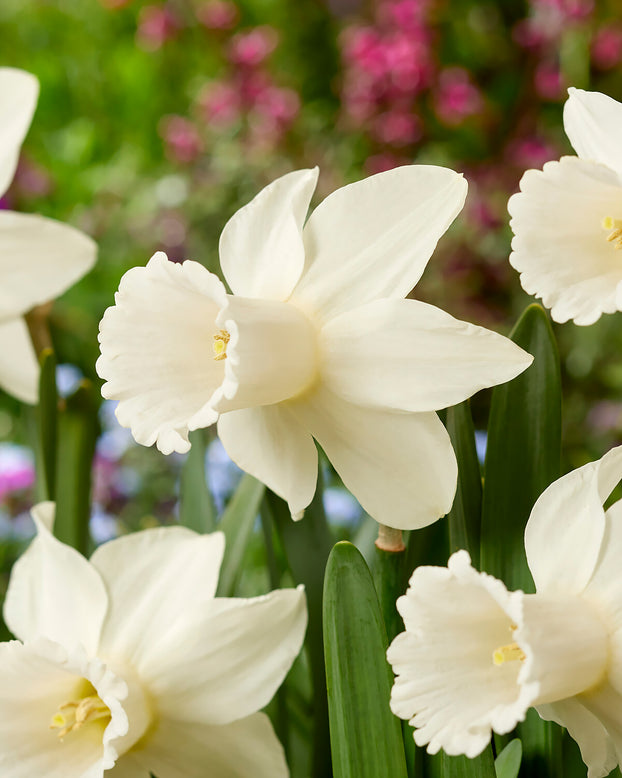 Narcissus 'Lady Madonna'