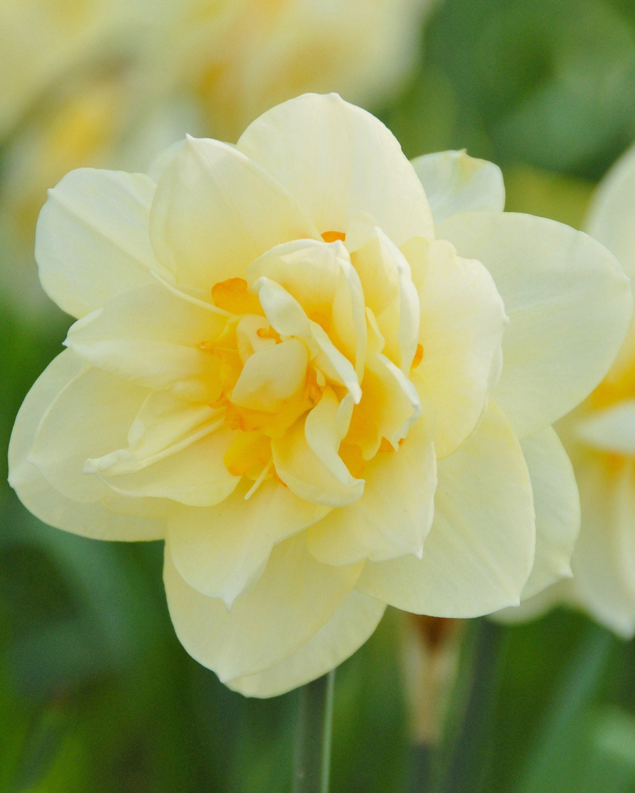 Narcissus 'Manly' bulbs — Buy online at Farmer Gracy UK