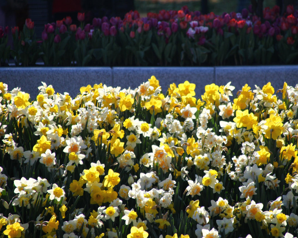 Narcissus 'Harlequin Mix'