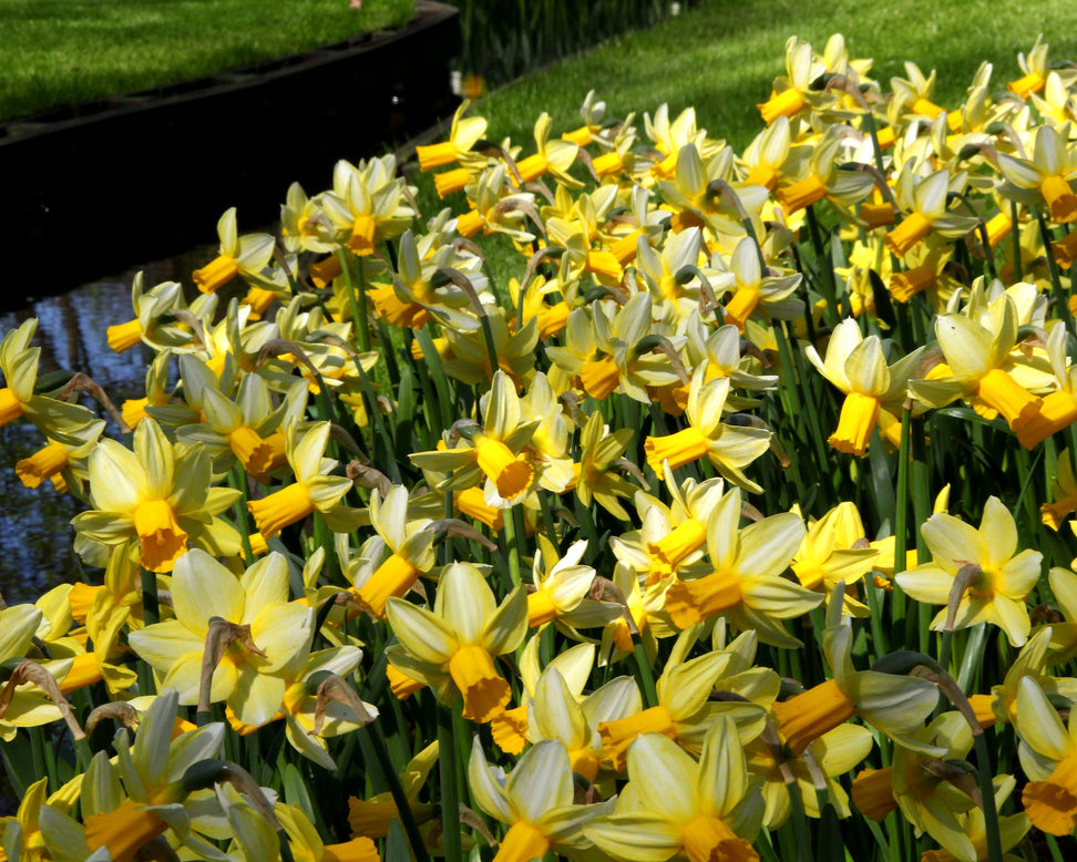 Narcissus 'Mother Duck'