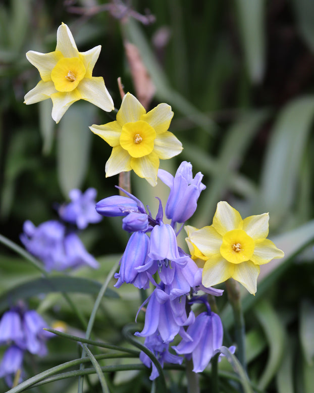 Narcissus 'New Baby'