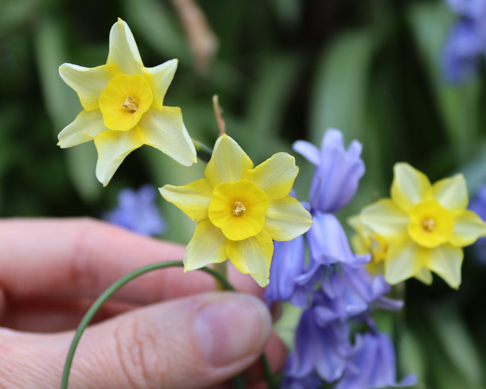 Narcissus 'New Baby'