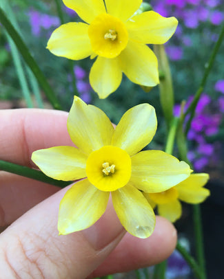 Narcissus 'New Baby'