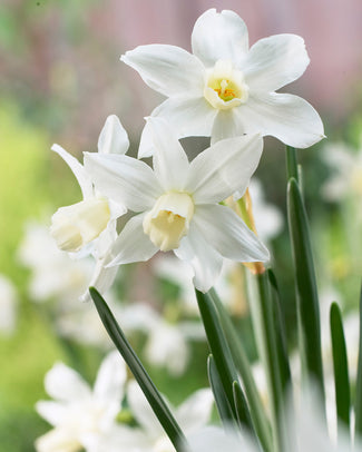 Narcissus 'Toto'