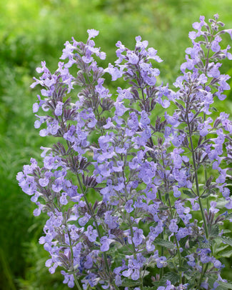 Nepeta bare roots