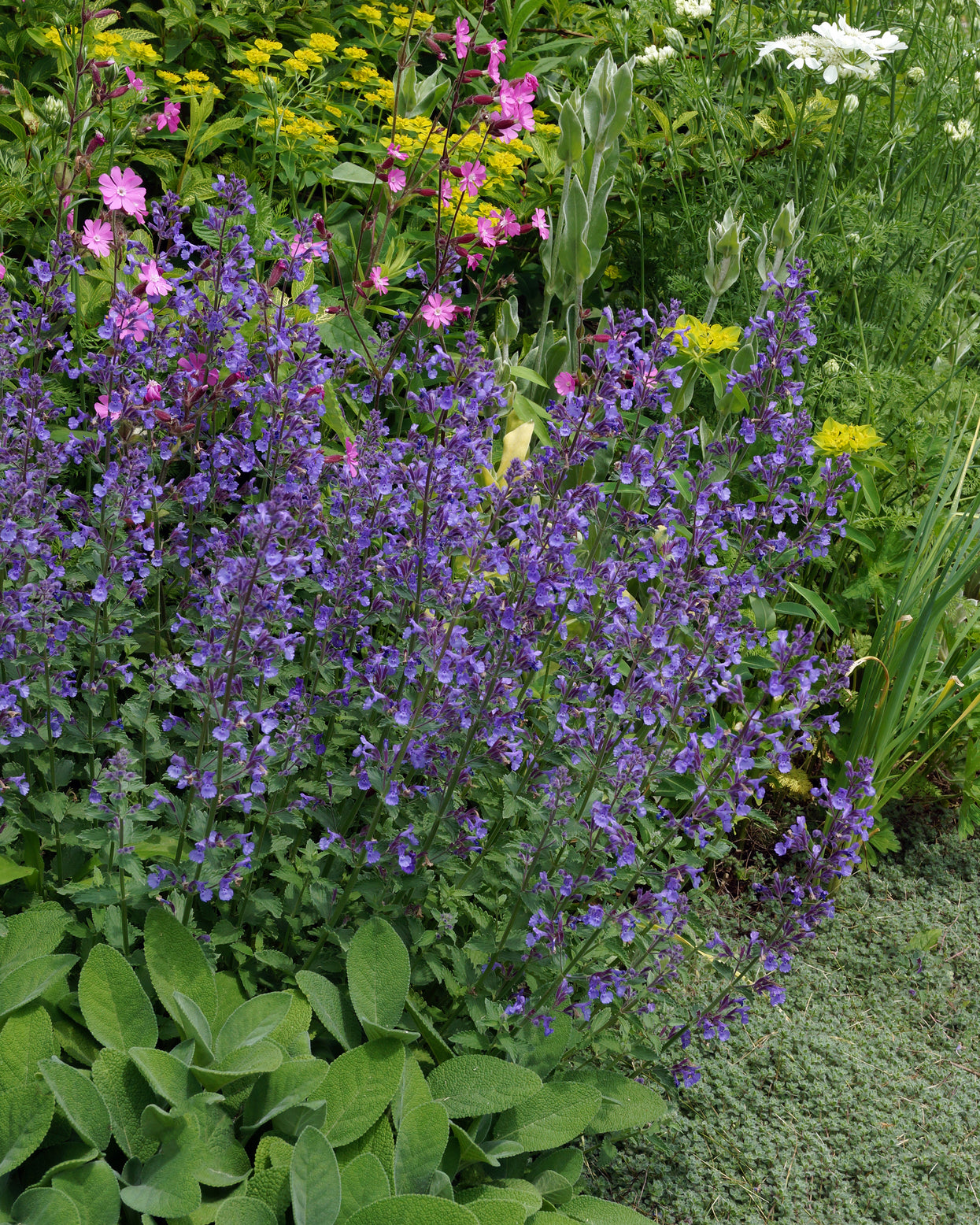 Nepeta × faassenii 'Junior Walker' bare roots — Buy garden catmint ...