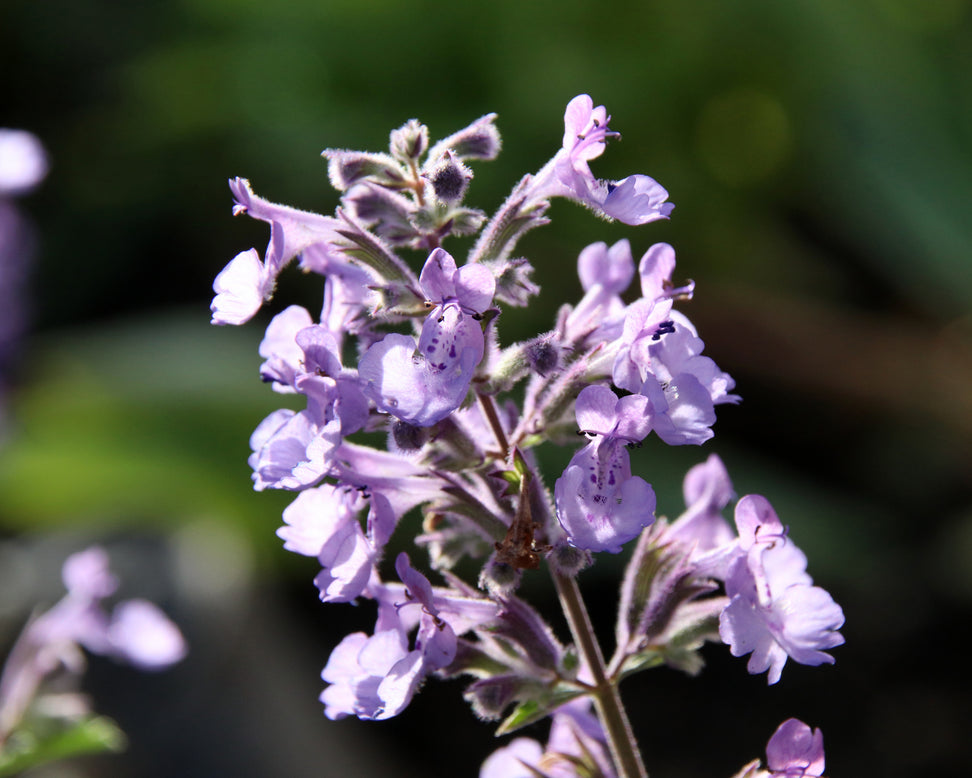 Nepeta 'Junior Walker'