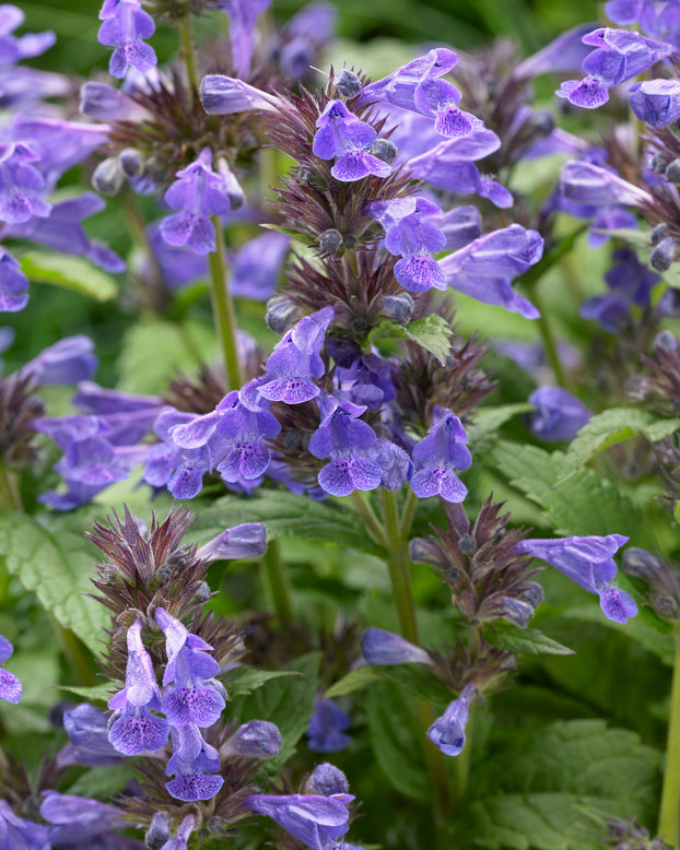 Nepeta 'Neptune Bokratune'