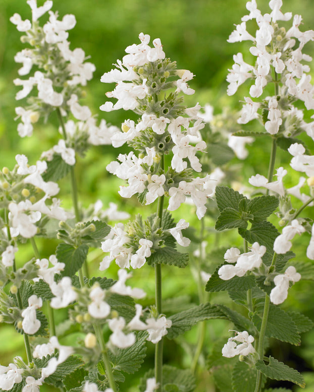 Nepeta 'Snowflake'