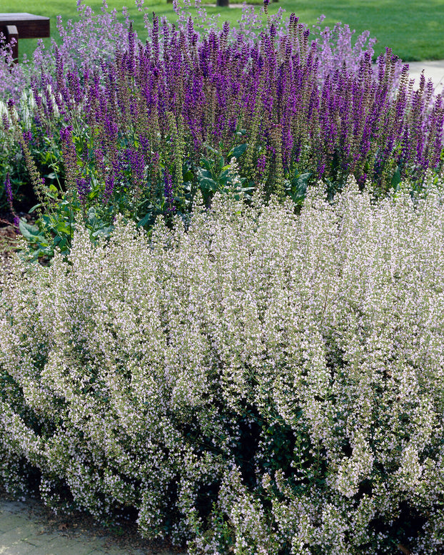 Nepeta 'Snowflake'