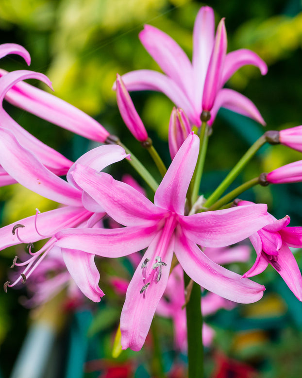 Nerine bowdenii