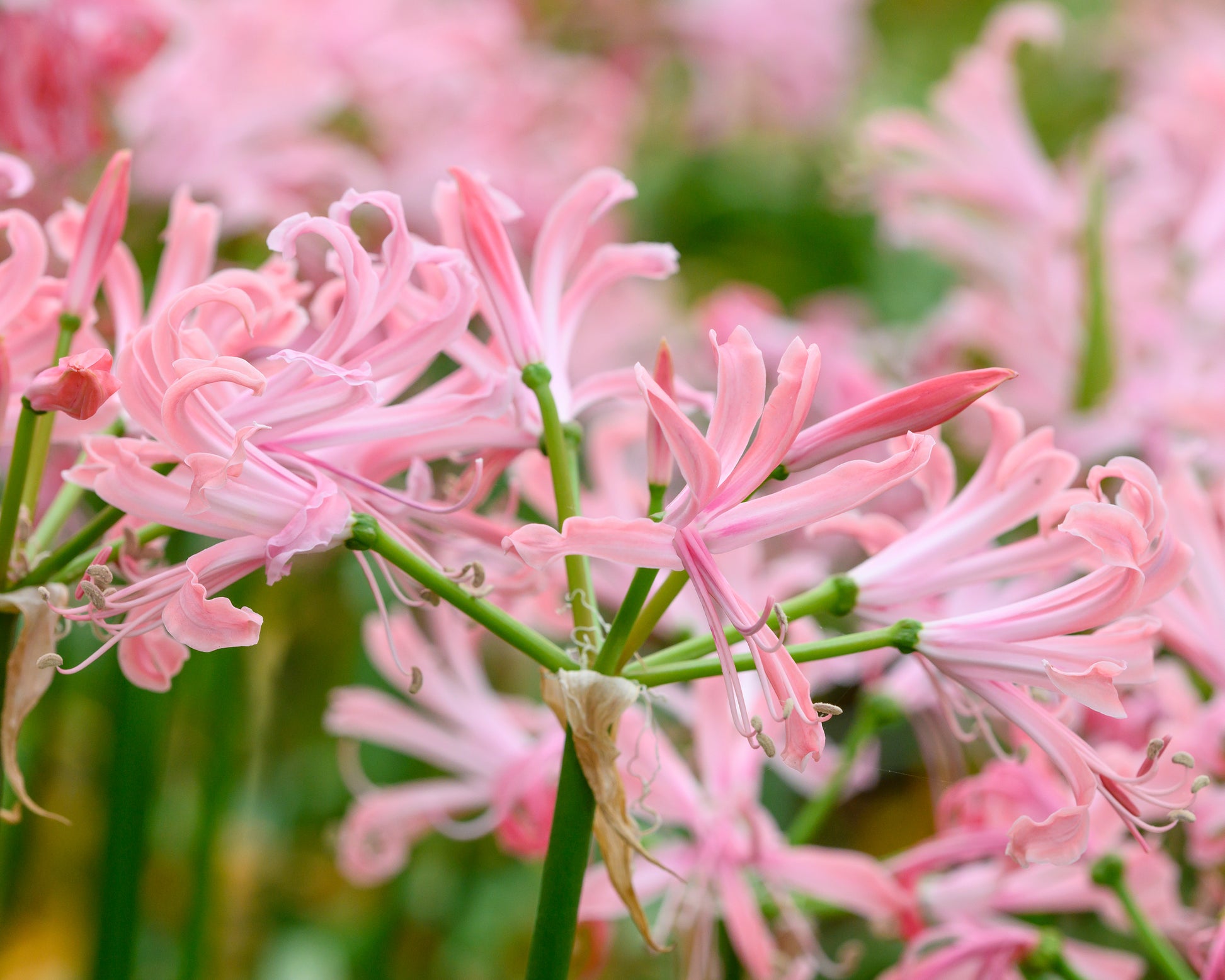 Nerine bowdenii 'Flügel' Bulbs — Buy salmon guernsey lilies online at ...