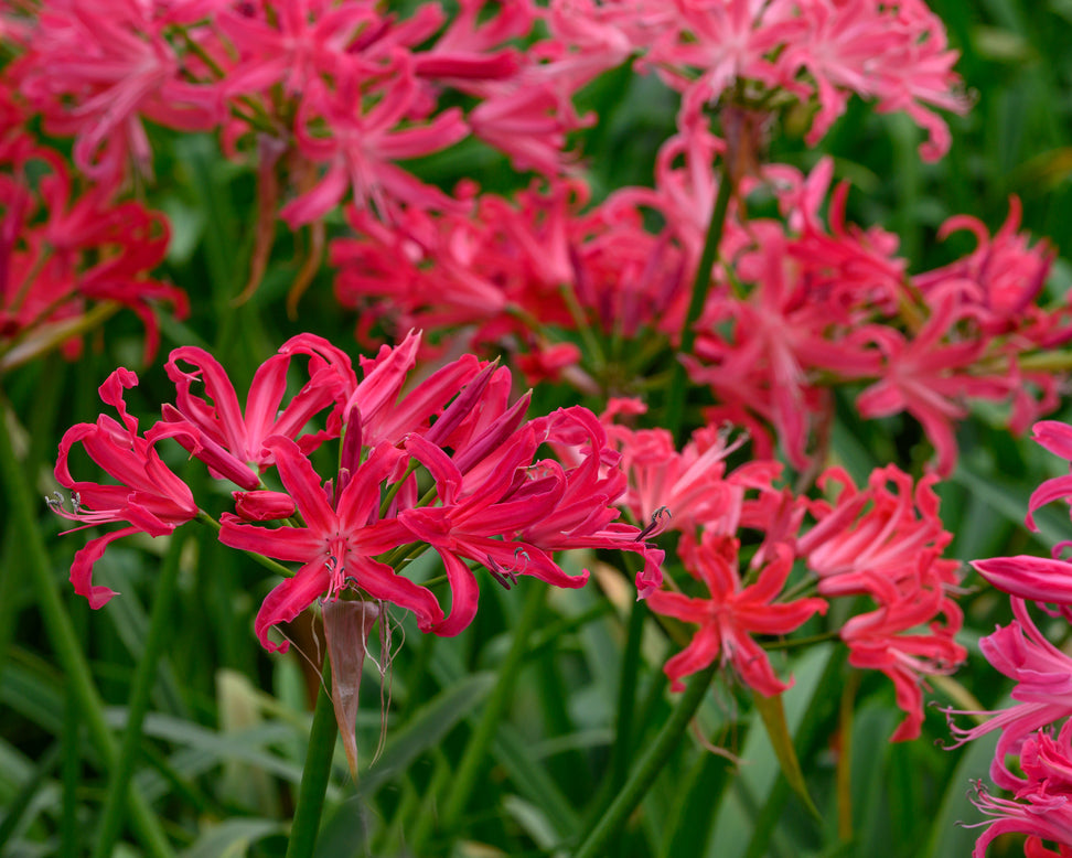 Nerine 'Pearls of Cherry'