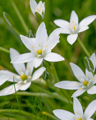 Ornithogalum bulbs