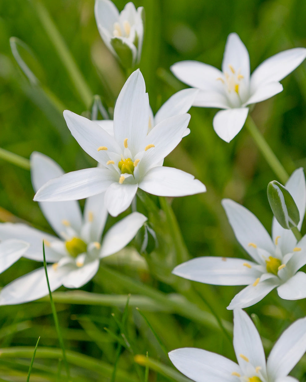 Ornithogalum umbellatum