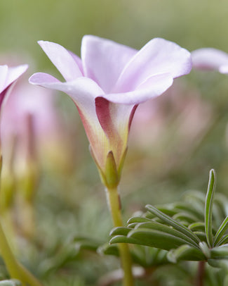 Oxalis bulbs