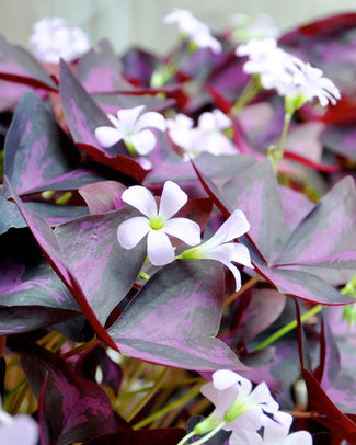 Oxalis triangularis bulbs