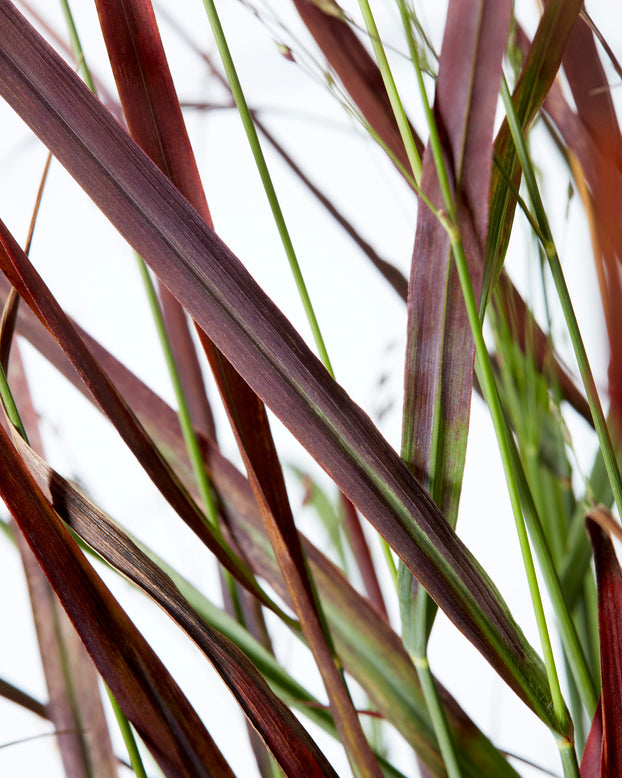 Panicum 'Hot Rod'