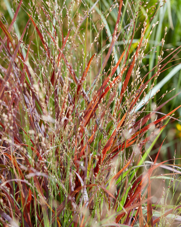 Panicum 'Hot Rod'