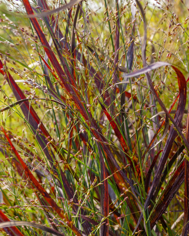 Panicum 'Hot Rod'