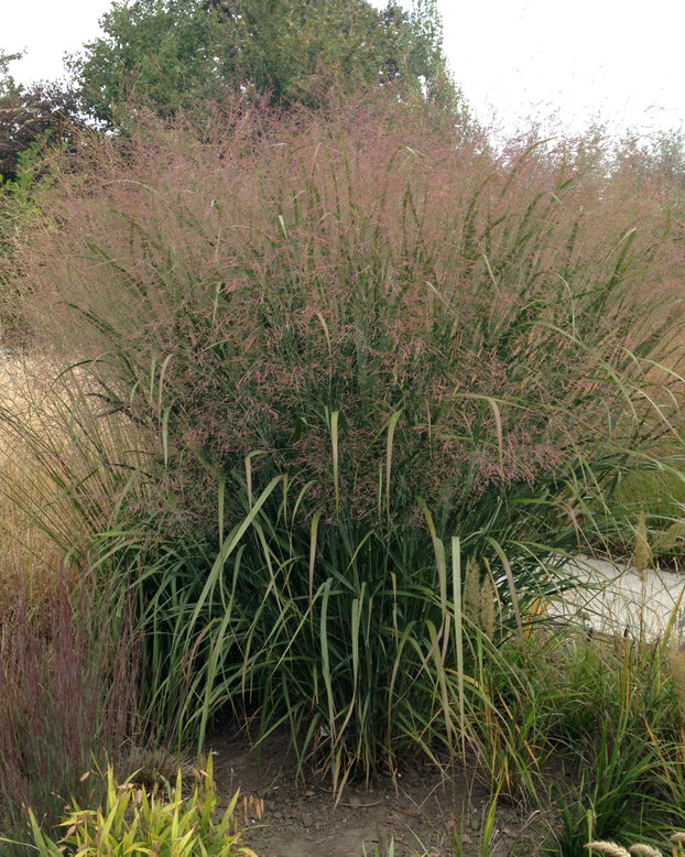 Panicum 'Thundercloud'