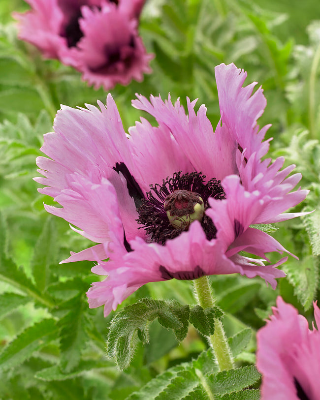 Papaver orientale 'Aglaja' bare roots — Buy coral pink oriental poppies ...