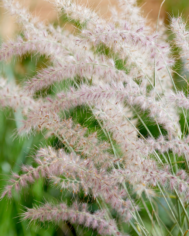 Pennisetum 'Dance With Me'