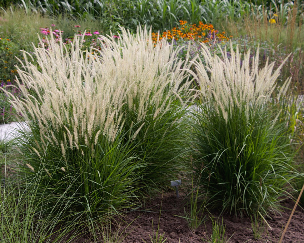 Pennisetum 'Fairy Tails'