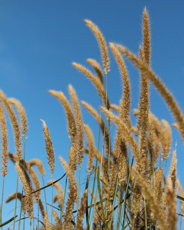 Pennisetum 'Fairy Tails'