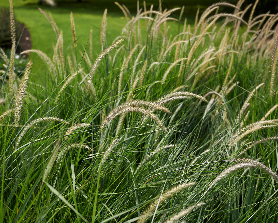 Pennisetum 'Fairy Tails'