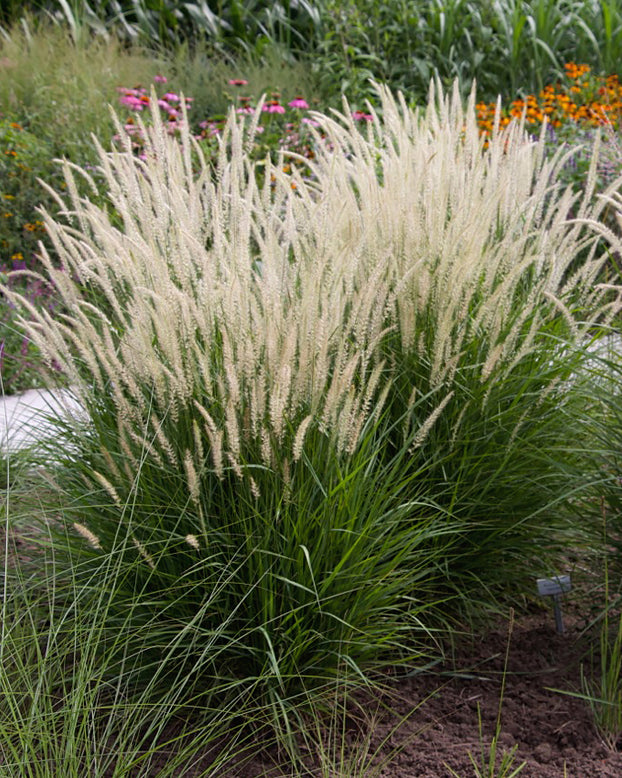 Pennisetum 'Fairy Tails'