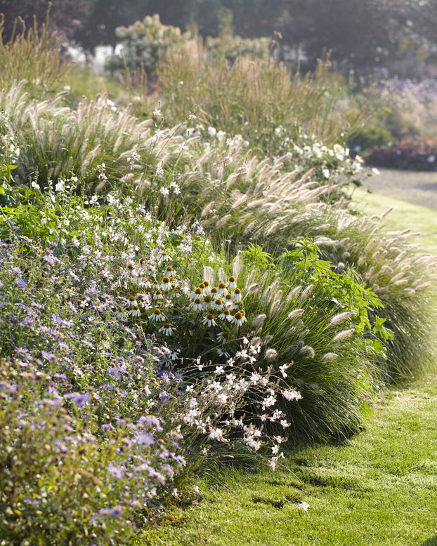 Pennisetum 'Fairy Tails'