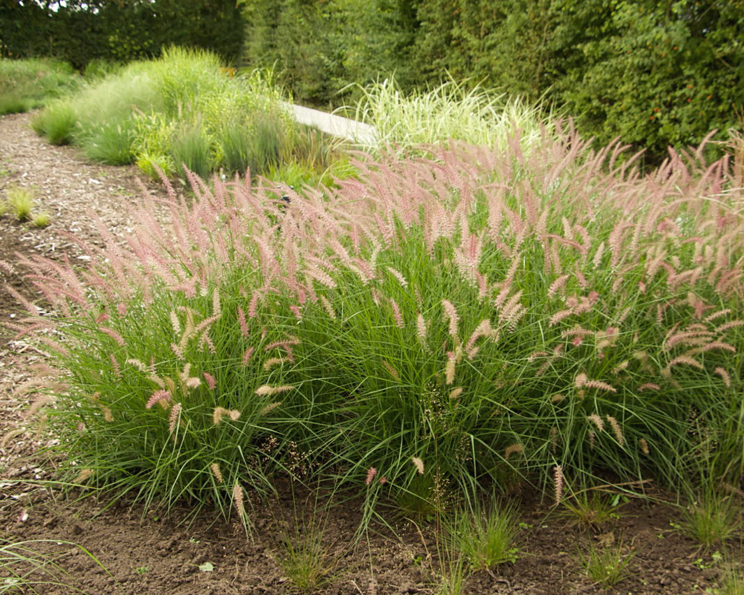 Pennisetum orientale 'Flamingo' bare roots — Buy pink fountain grass ...